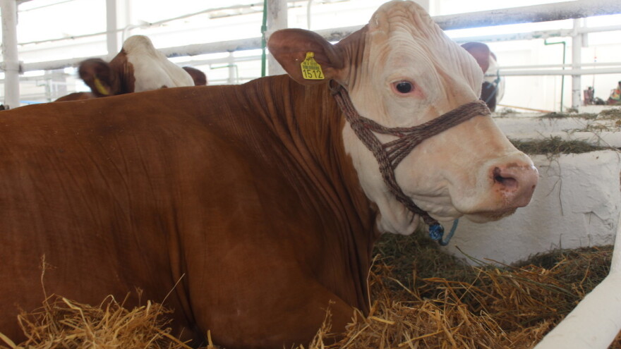 Prekid proizvodnje mlijeka najavilo 50 posto hrvatskih farmi?!