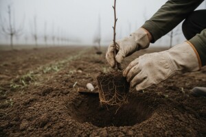 Državo - ulaži u voćarstvo!