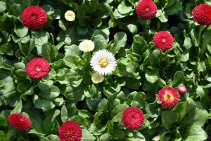 Prvo izdanje Flora Festa u Novoj Gradiškoj