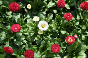 Prvo izdanje Flora Festa u Novoj Gradiškoj