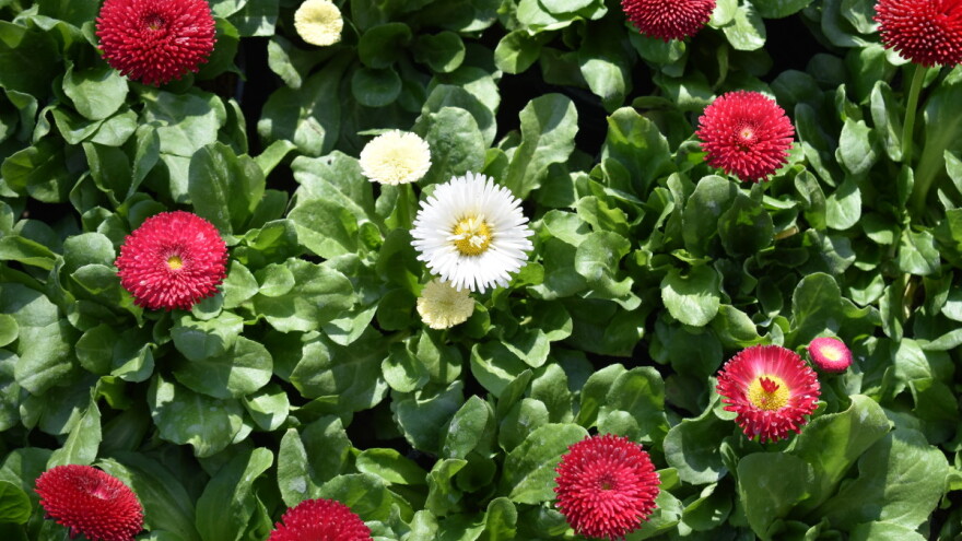 Prvo izdanje Flora Festa u Novoj Gradiškoj