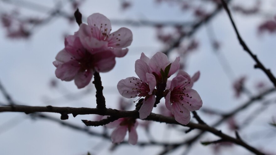 Kada vinogradi počnu cvjetati, voćari će moći odahnuti
