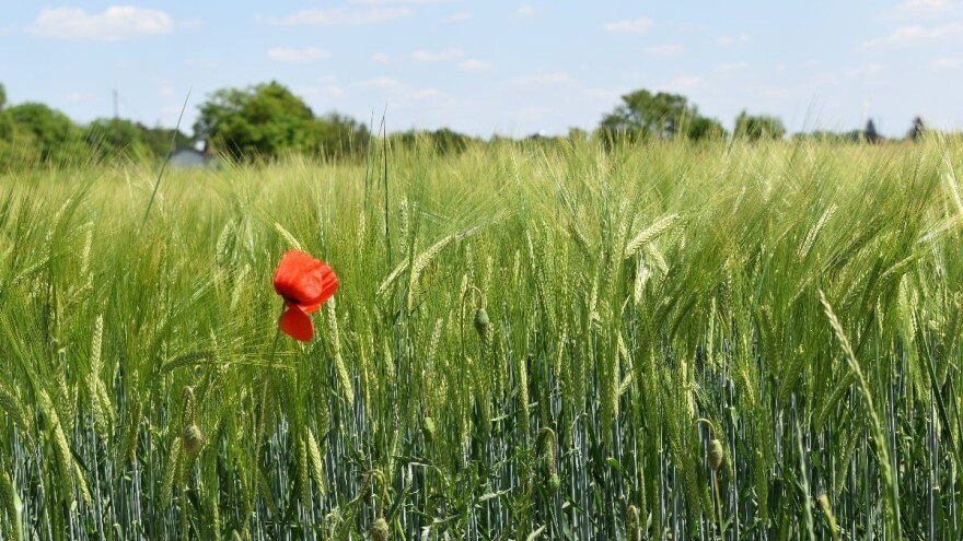 Ima li Evropa dovoljno žitarica?