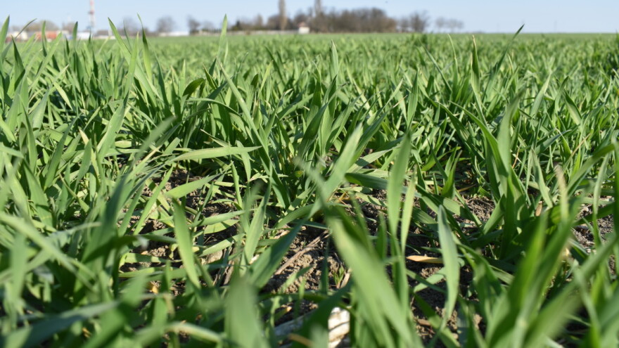 U divljem srodniku pšenice pronašli gen za njenu otpornost