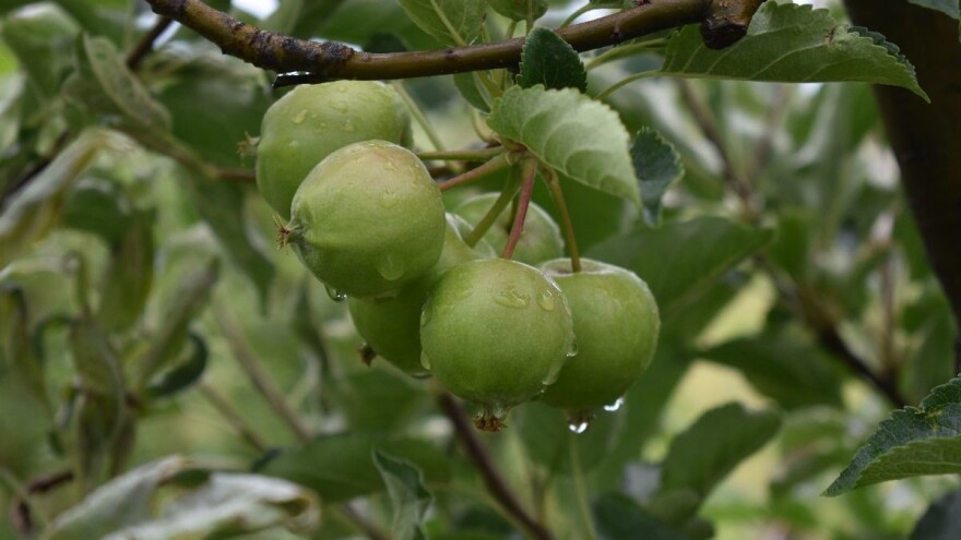 Prije najavljenih padavina zaštitite voćnjake, moguća je i pojava grada
