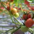 Kako do kvalitetnijeg ploda i većih prinosa paradajza?