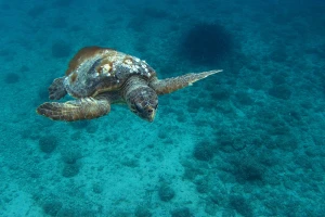 Tuga u Puli: Morska kornjača Huanita uginula zbog dva plastična čepa koja je progutala