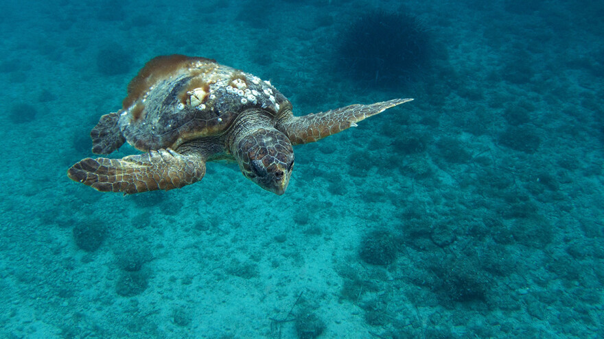 Tuga u Puli: Morska kornjača Huanita uginula zbog dva plastična čepa koja je progutala