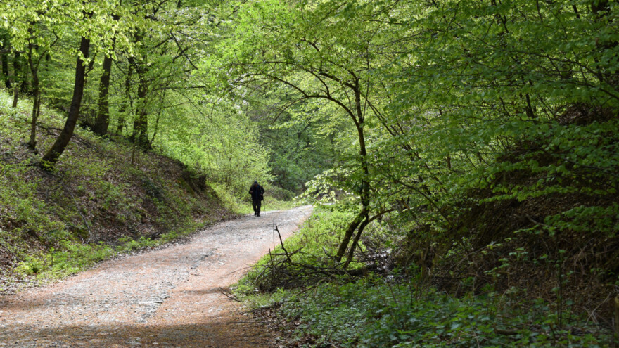 Šume nas hrane, štite i leče - okupajte se u njima