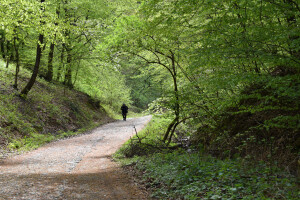 Šume nas hrane, štite i liječe - okupajte se u njima