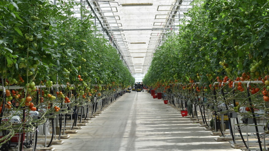 Očekivano? Najviše skočila proizvodnja rajčica, znatan pad bilježe mandarine i jagode