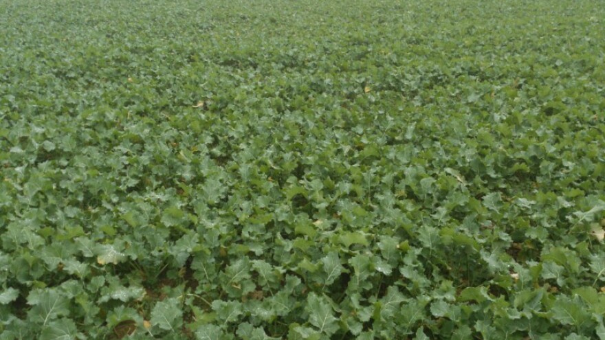 Izostanak padalina i niskih temperatura u siječnju