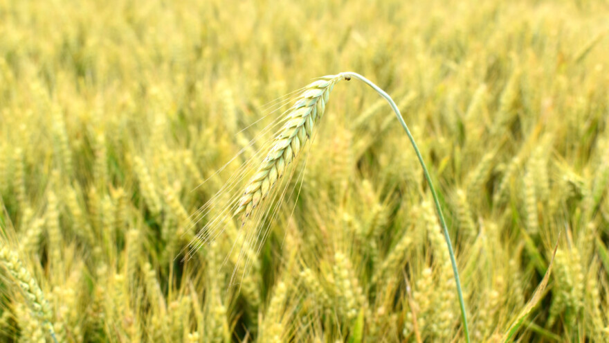 Stiže zakon o biljkama s uređenim genima?