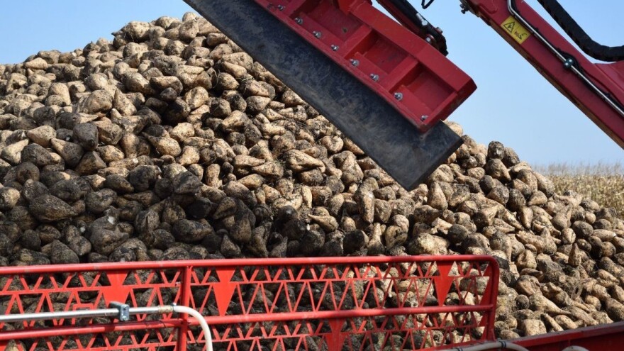 Krenulo podnošenje zahtjeva za potporu proizvođačima šećerne repe