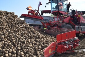 Proizvođači GMO šećerne repe: Prinosi veći za 10 t/ha, a sadržaj šećera nije ispod 18%