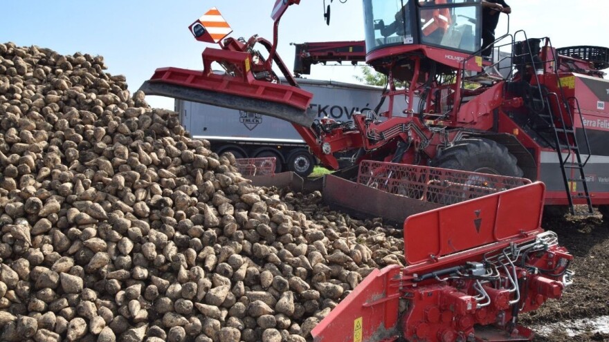 Proizvođači GMO šećerne repe: Prinosi veći za 10 t/ha, a sadržaj šećera nije ispod 18%