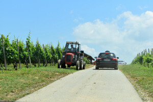 Objavljen natječaj, za restrukturiranje i konverziju vinograda do 550.000 eura po projektu
