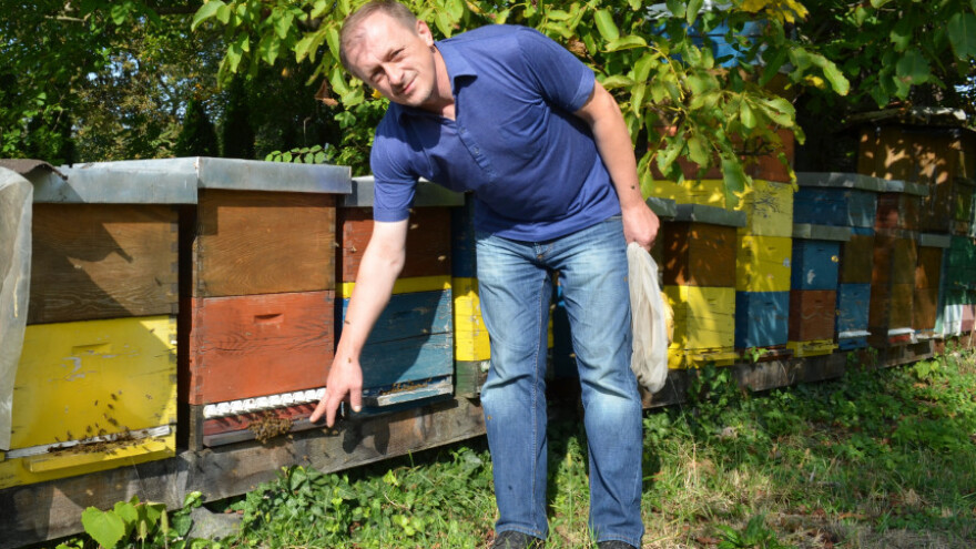 Nitko ne zna zbog čega umiru pčele!