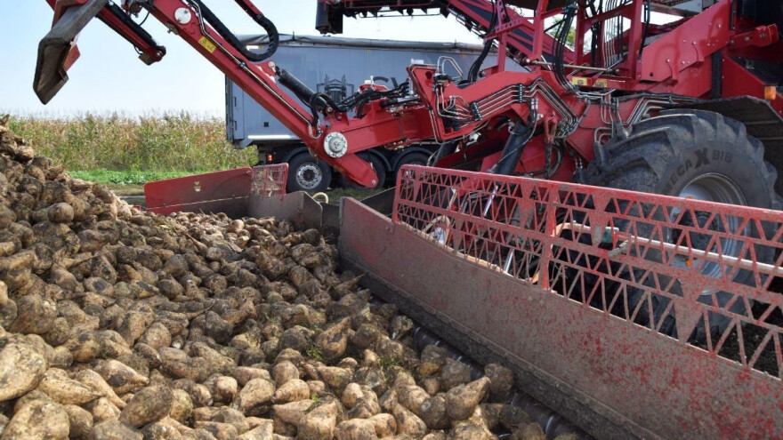 Evropi fali šećera? Proizvođači šećerne repe u problemima