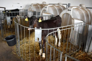 Naučnici obučili telad da mokre na tačno određenom mestu