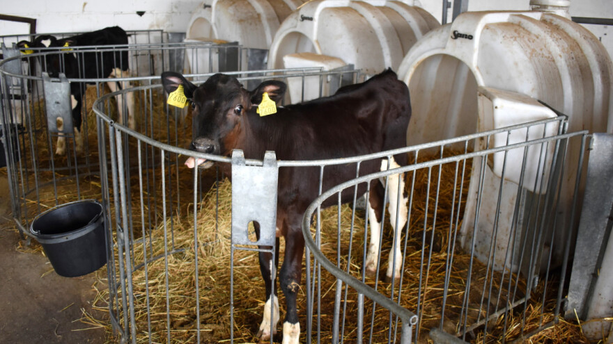 Naučnici obučili telad da mokre na tačno određenom mestu