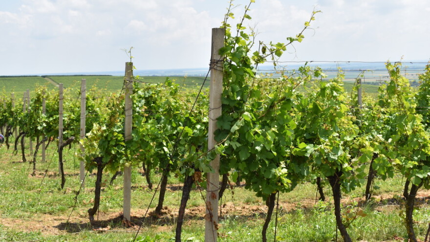 Hrvatska nije slučajna vinska zemlja, ali ispada takva?