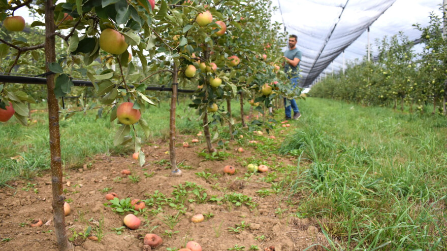 Slabo bujne podloge su i dalje pravac u kom će se voćarstvo razvijati