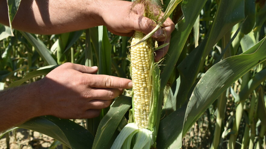 Suša u Europi najviše bere kukuruz