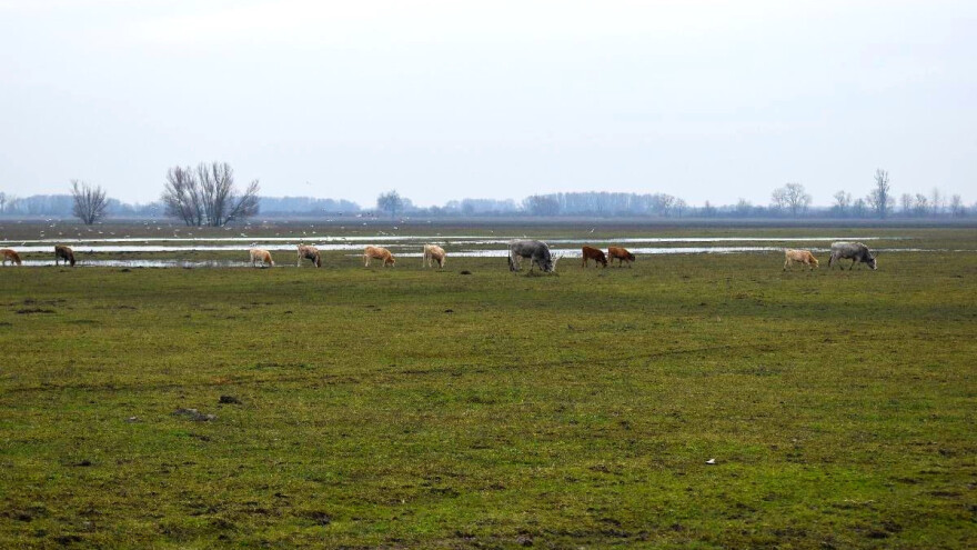 Radovi na pašnjacima: Što je potrebno obaviti prije proljetne ispaše?