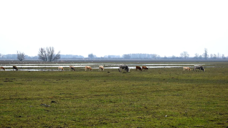 Kakve koristi poljoprivreda ima od močvara? Evo osam odgovora