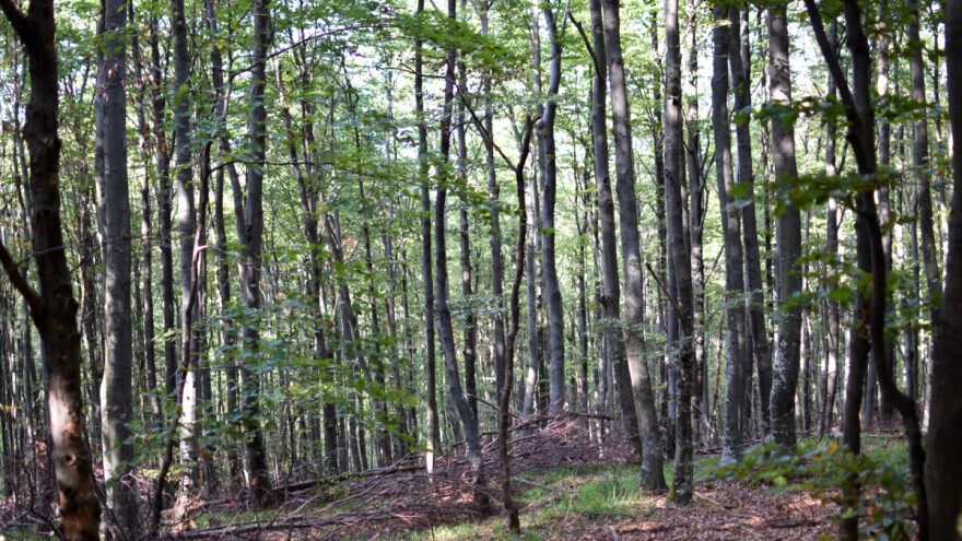 Izmjene Zakona o šumama - rasterećenje gospodarstva za 33 milijuna kuna