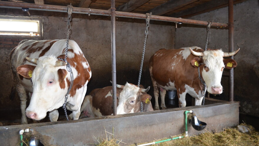 Otpornost na lijekove opasnija od Covida-19? Kako se boriti protiv supermikroba?