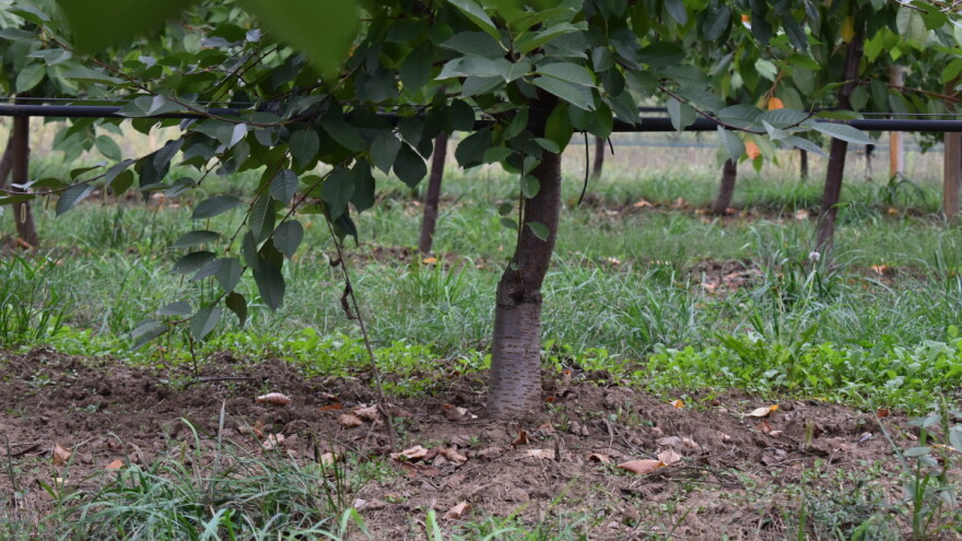 Korijen je važan dio stabla kojega ne vidimo - kako o njemu voditi brigu?