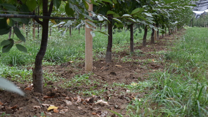 U jesenjem đubrenju voćnjaka nije potreban azot?