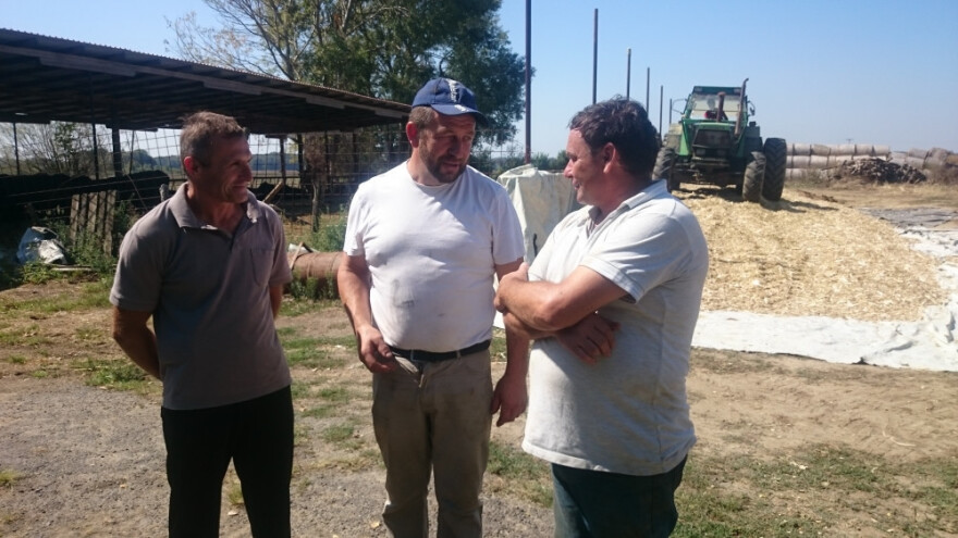 Iz proizvodnje mlijeka u sustav krava-tele