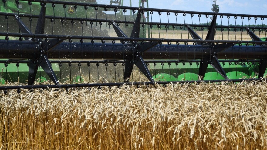 DZS: Ostvareni prirod pšenice, ječma i uljane repice veći u odnosu na prošlu godinu