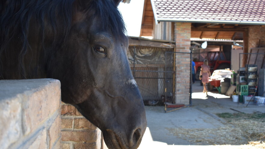 Sektoru konjogojstva isplaćeno više od 900 tisuća kuna potpore