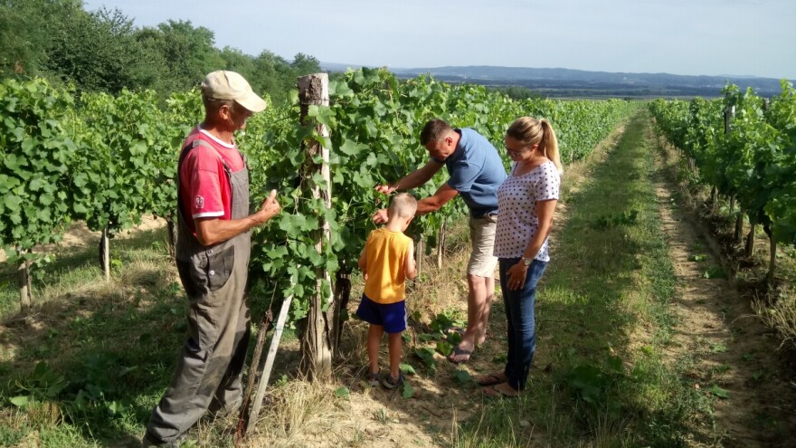 Hrvoje Pavlović: Graševina s vrućinama gubi svoj štih, zato ćemo brati ranije, da ostane svježina