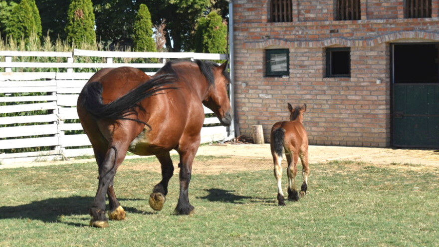 Mađarski poljoprivrednici na mukama zbog suše: Uzgajamo konje, ne deve!