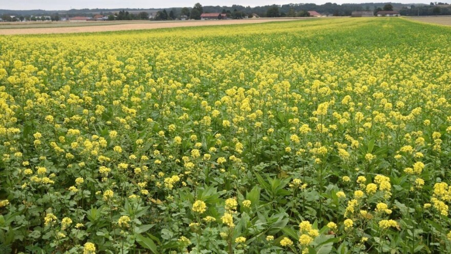 Više površina pod žitaricama, sjetva uljane repice smanjena