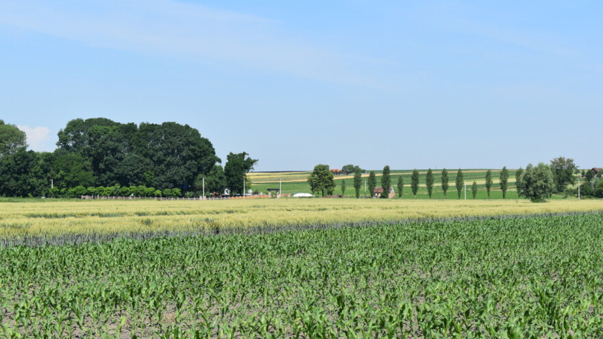 Prognoza prinosa: Usjevi se dobro drže - u Hrvatskoj iznad petogodišnjeg prosjeka?