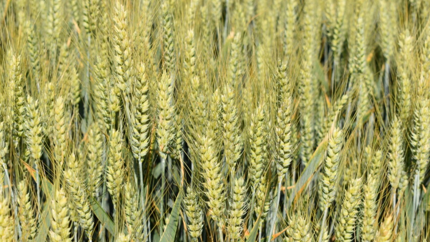 Cena pšenice dostigla najviši nivo u poslednjih godinu dana - kakva su očekivanja?