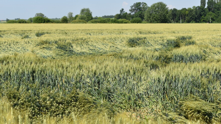 Unatoč poplavama padaju cijene žitarica i uljarica