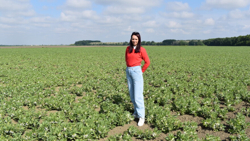 Razumijevanje bolesti i štetnika na bobu: Ključ za održivu poljoprivredu