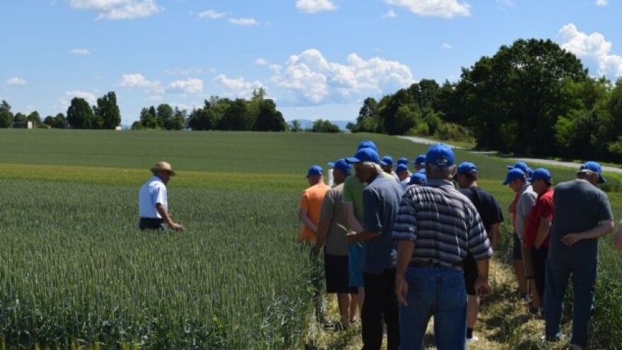 Prinosi pšenice i do 11 tona!