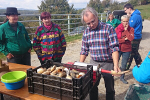 Kompost iz roga, pripravci iz kravlje lubanje?