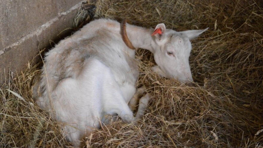 Nuspojave cjepiva protiv bolesti plavog jezika?