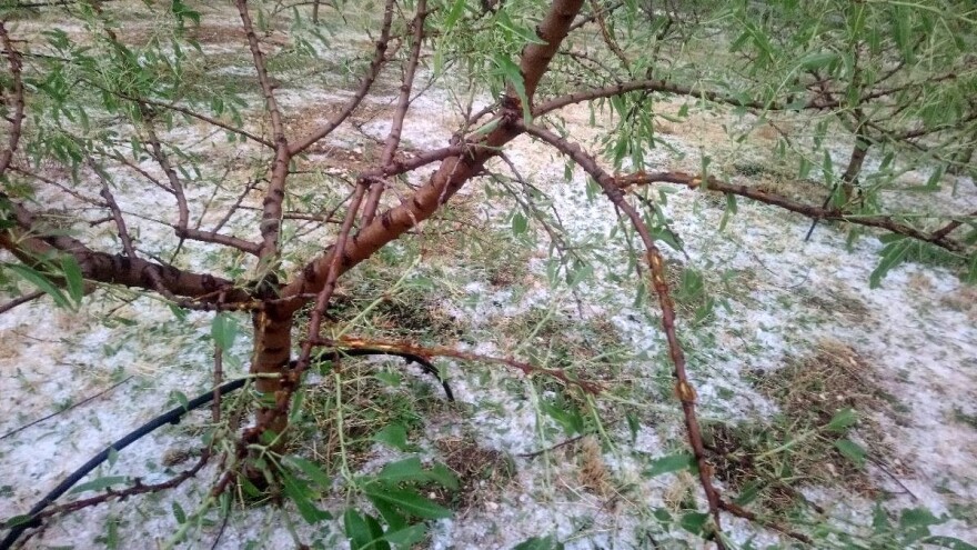 U 12 minuta nestao sav trud - tuča uništila nasad eko bajama Jerka Majića