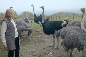 Na Katinom gospodarstvu uz ovce pasu i nojevi!