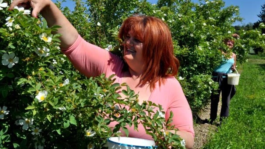 Berba latica ruža za spravljanje skupocjenog džema